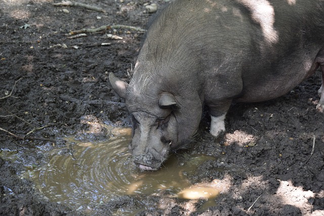 和场上指挥 和场上指挥